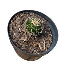 Cacto Muda Stenocactus Lloydii Bem Desenvolvida Cacto Muda Stenocactus Lloydii Bem Desenvolvida