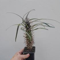 Cacto palmeira de madagascar (pachypodium geayi)