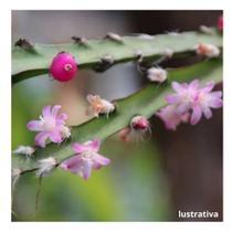 Cacto Parafuso Pendente Lepismium Cruciforme Spiralis Top