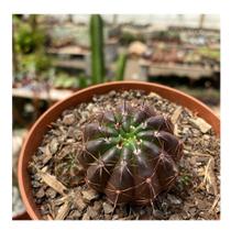 Cacto Parodia Arechavaletae Notocactus Qualidade Top Coleção