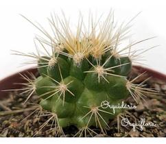 Cacto Poltrona Assento De Sogra Echinocactus Grussonii