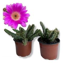 Cacto Rabo De Cão Lindas Suculentas Flor Linda