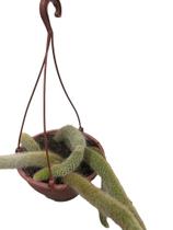 Cacto rabo de macaco Cacto rabo de macaco