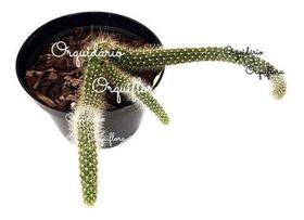 Cacto Rabo De Macaco Hildewintera Colademononis