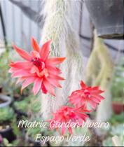 Cacto Rabo de Macaco - Muda de Suculenta em Vaso 09