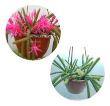 Cacto Rabo De Rato -aporocactus Flagelliformis Planta Grande Cacto Rabo De Rato -aporocactus Flagelliformis Planta Grande