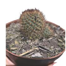 Cacto Rebutia Diminuta pote 9 Cacto Rebutia Diminuta pote 9