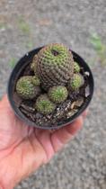 Cacto Rebutia heliosa var. condorensis colônia pote 9 Cacto Rebutia heliosa var. condorensis colônia pote 9