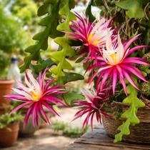 Cacto Samambaia/Sianinha - Selenicereus anthonyanus - Planta Suculenta Exótica