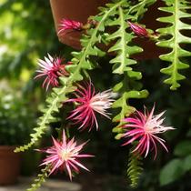 Cacto Samambaia/Sianinha - Selenicereus anthonyanus - Planta Suculenta Exótica