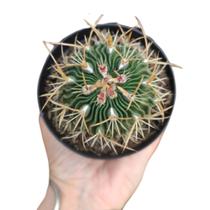 Cacto Stenocactus - Rosa de Pedra