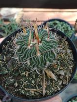 Cacto Stenocactus Ylloid
