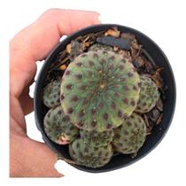 Cacto Sulcorebutia Rauschii (colonia)vaso 9cm Cacto Sulcorebutia Rauschii (colonia)vaso 9cm
