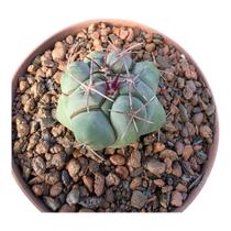 Cacto Thelocactus Hexaedrophorus Cacto Thelocactus Hexaedrophorus