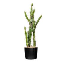 Cactus Artificial Vickerman Everyday 34 Verde en Maceta Negra