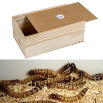 Caixa criacao de larvas tenébrio gigantes insetos grande