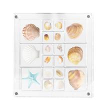 Caixa de exibição Shell SHZONS Seashell Storage acrílica magnética