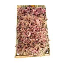 Caixa de Musgo Fofão Rosa Vivo Decoração Cerimônias Top Para Arranjo Caixa de Musgo Fofão Rosa Vivo Decoração Cerimônias Top Para Arranjo