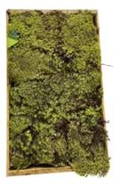 Caixa De Musgo Vivo Verde Terrário Kokedamas Fofão Terrariun