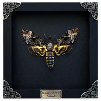 Caixa de sombra emoldurada Real Death Head Moth Acherontia Taxidermy Caixa de sombra emoldurada Real Death Head Moth Acherontia Taxidermy