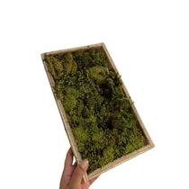 Caixa Musgo Verde Fofo Ideal para Terrários Vasos Arranjos Decoração