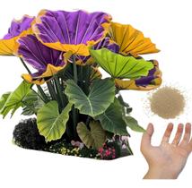 Caladium Glimmerleaf 100 Sementes Com Manual De Cultivo