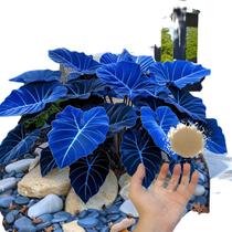 Caladium Jungleglow 100 Sementes Com Manual De Cultivo