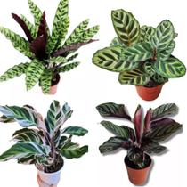 Calathea maranta combo white fusion, Riscada, cascavel, mokayana Rezadeira Calathea maranta combo white fusion, Riscada, cascavel, mokayana Rezadeira