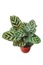 Calathea Maranta mnakoyana Pavão Rezadeira