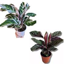 Calathea Marantas white fusion e Maranta Riscada ornata adultas com vaso combo c/2