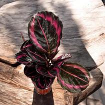 Calathea Rubi Folha Rosa Rara Maranta Planta Natural C/vaso