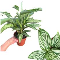 Calathea Vittata no vaso /planta linda e saudável - o mundo verde
