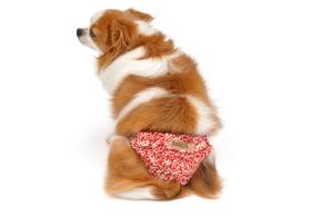 Calcinha Higiênica com Saia para Cachorro e Gato Pet