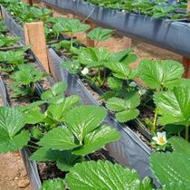 Calha Suspensa Cultivo de morango 50X0,45 MTS 200 micras Calha Suspensa Cultivo de morango 50X0,45 MTS 200 micras