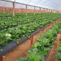 Calha Suspensa Cultivo vertical de morango 102 X 0,45 MTS 200 micras Calha Suspensa Cultivo vertical de morango 102 X 0,45 MTS 200 micras