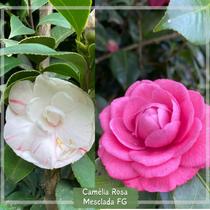Camélia Mesclada F.G Camélia Mesclada F.G