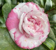 Camélia Mesclada FS Camélia Mesclada FS