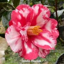 Camélia Mesclada T.T. - GardenB