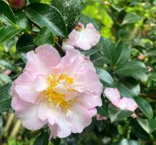Camélia Sasanqua Rosa Dobrada