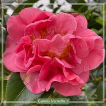 Camélia Vermelha II