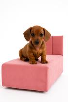 Caminha Luxo para Cachorros e Gatos Sofá Pet Estofado Conforto e Estilo