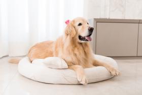 Caminha Pet GG 100x80cm Linho Folhas Malha Jacquard