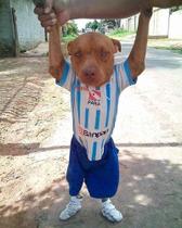 Camisa do Paysandu Para Cachorro