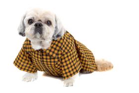 Camisa Xadrez para Cachorro e Gato Pet Camisa Xadrez para Cachorro e Gato Pet