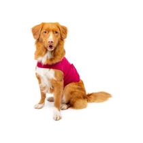 Camiseta Calmante para Ansiedade em Cães Mellow - Tamanho P - Cor Sangria Camiseta Calmante para Ansiedade em Cães Mellow - Tamanho P - Cor Sangria