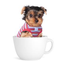 Camiseta para cães de estimação SZAT PRO, xícara de chá listrada, 100% algodão vermelho Camiseta para cães de estimação SZAT PRO, xícara de chá listrada, 100% algodão vermelho