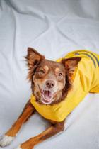Capa de Chuva para Pet - Amarela
