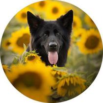 Capa De Estepe Ecosport Crossfox Aircross Cão E Girassol