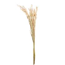 Capim Agropolo Desidratado Capim Agropolo Desidratado