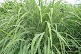 Capim Andropogon Gayanus - 8 kg De Sementes